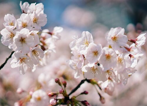 东京樱花