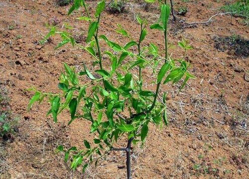 枣树苗几月份种植最好 栽植最佳时间