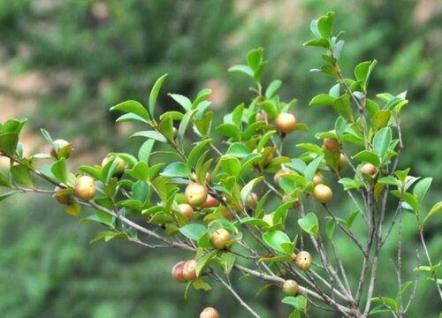 茶树籽怎么种植 种植方法与管理