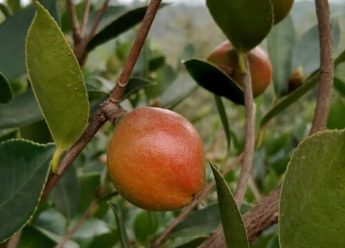 茶花几年结果实