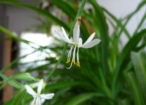 吊兰会开花吗