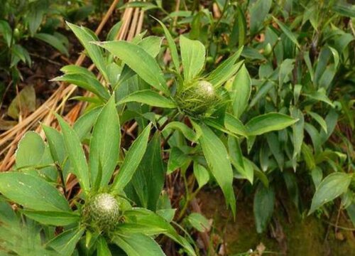 白术的种植成本和利润