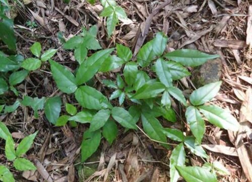 三叶青怎么种植 栽培方法与种植技术