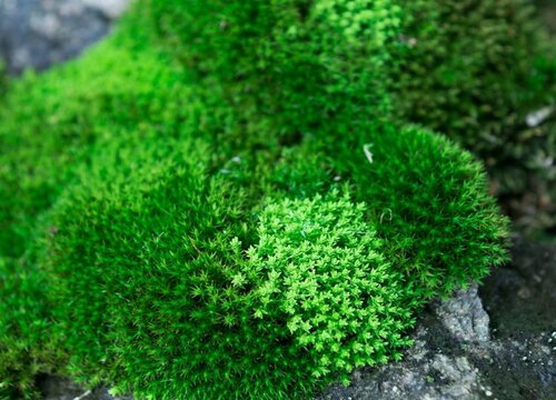 青苔用什么方法可以清除掉（处理青苔干净的最好办法）