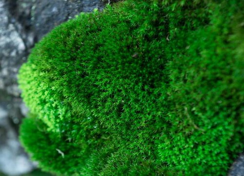 青苔的养殖方法和注意事项