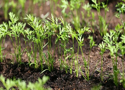 胡萝卜种植时间和收获时间