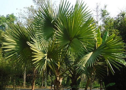 浙江适合种什么树 适合浙江种植的适合浙江种植的