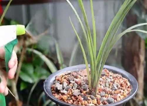 种植兰花用什么样的土（盆栽兰花用什么花土配方最好）