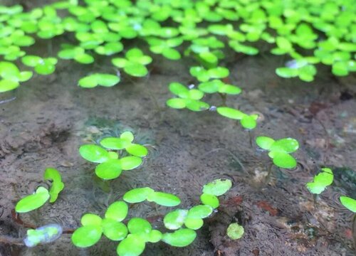 浮萍草好养吗 养活浮萍草的方法和注意事项