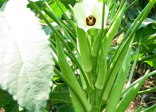 秋葵种植方法和时间季节（秋葵种子高产栽培技术要点）