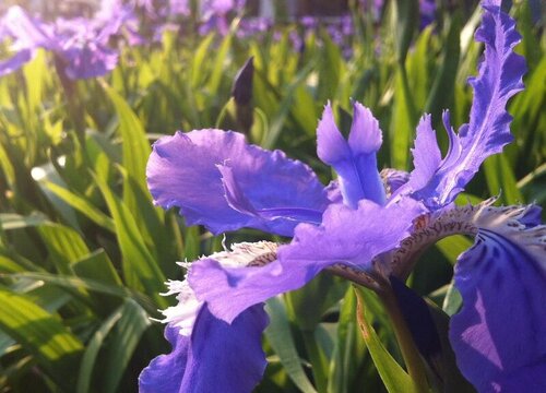 鸢尾花怎么养才开花