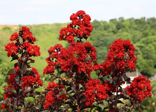 紫薇开花后怎么修剪