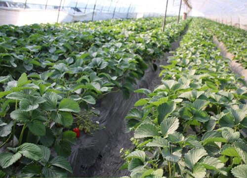 草莓种植大棚投资多少钱 一亩草莓大棚建造价格及费用