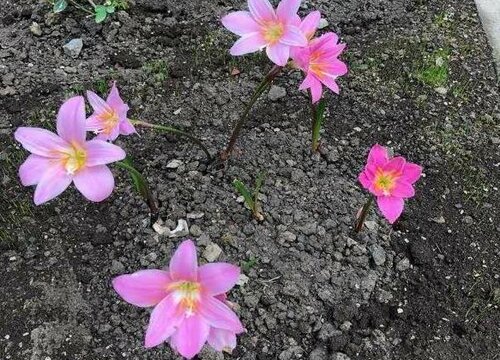 风雨兰的种植方法和时间