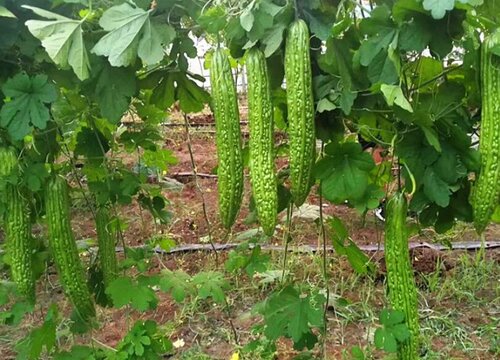 苦瓜几天发芽出苗 育苗方法和种植时间