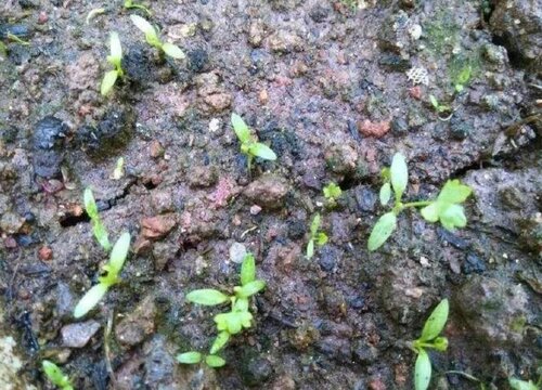 芹菜催芽方法和时间 催芽育苗方法与步骤