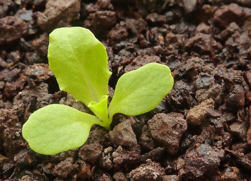 生菜种子催芽方法 简易生菜种子催芽方法