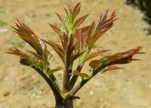 香椿种植的适宜条件（香椿的种植技术方法与管理 技巧）