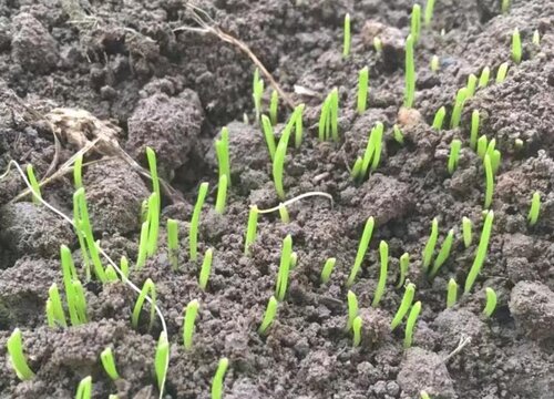 香葱种子的种植方法和时间 小香葱怎么种植步骤图