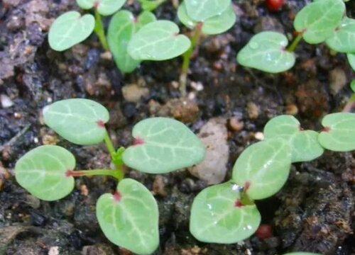 冬寒菜种植时间和方法