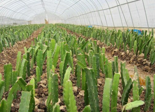 火龙果什么季节种植最好 盆栽火龙果苗几月份种植最合适