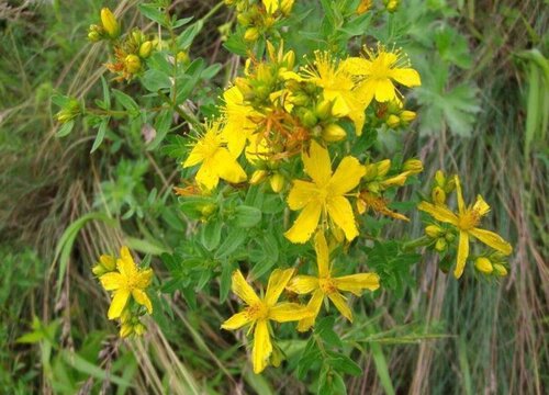 连翘的种植方法及条件（高产种植技术与栽培管理方法）