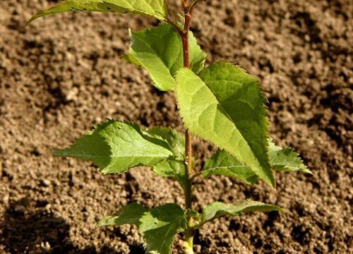 杏树种植时间和方法