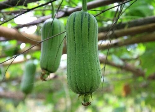 蔬菜的种植方法和时间 蔬菜种植步骤