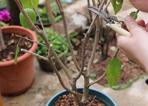 扶桑花怎么剪枝 修剪方法和注意事项