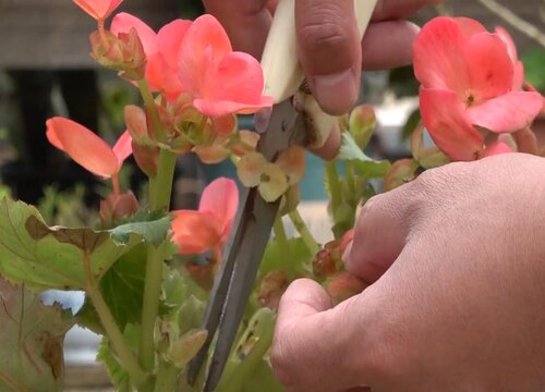 海棠花怎么剪枝 修剪技术与技巧图解