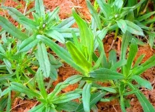 面条菜种植时间和方法