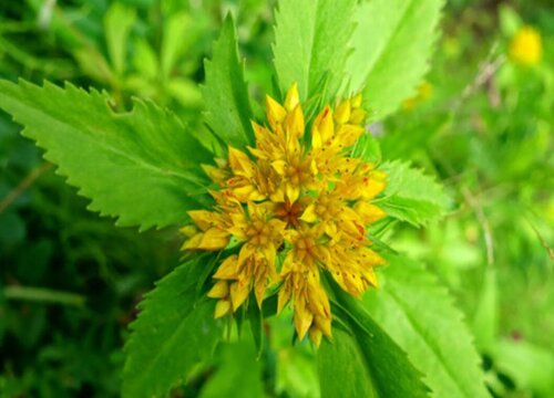 费菜的种植方法和时间