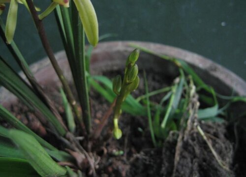 买回来的兰花怎么栽种 刚买的兰花种植方法