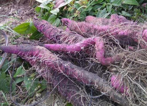 紫山药怎么种植 种植方法与技术