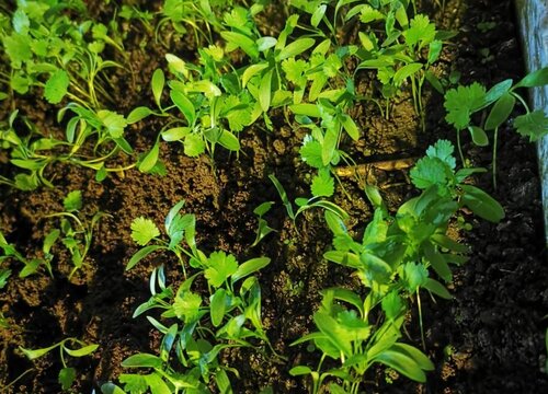 鸡毛菜种植时间和方法