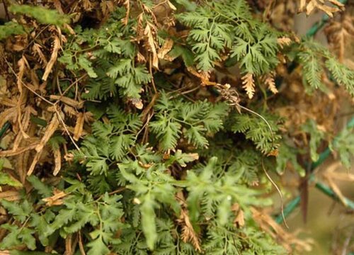 海金沙种植亩产利润 人工种一亩海金沙有多少利润