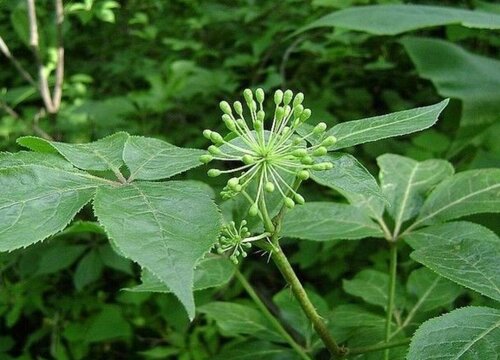 北方适合种植什么药材效益前景好（好管理药材项目）