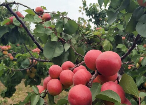 山西适合种植什么水果 盛产什么水果