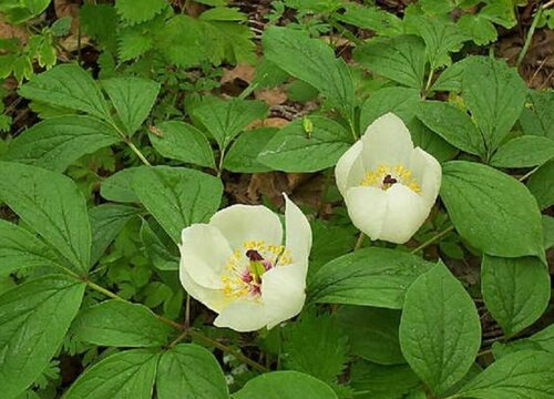 白芍怎么种植 种植技术与管理