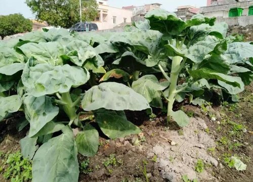 芥兰几月份种植最好 种植时间及方法