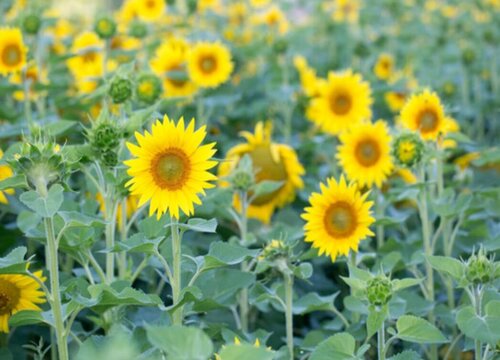 油葵种植行距和株距是多少 最佳种植间距与密度