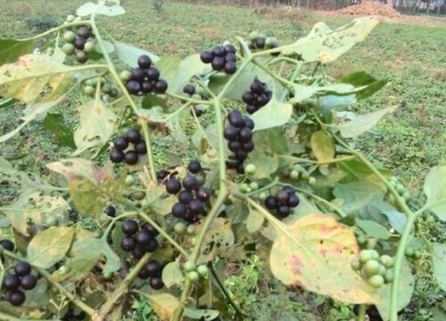 南方黑豆是几月份种植 黑豆种植方法及种植时间