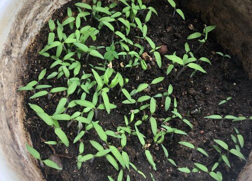 姑娘果的种植方法和时间 最适合什么季节种植