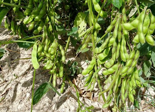 黑豆种植时间和方法