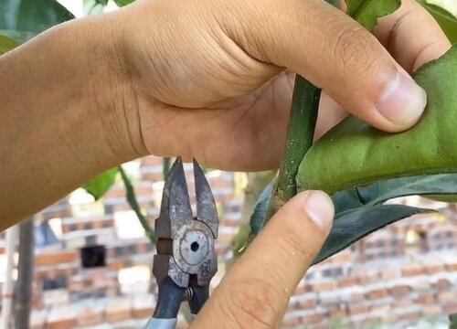 柚子树的剪枝时间和修剪方法（柚子剪枝最佳时间与技术）