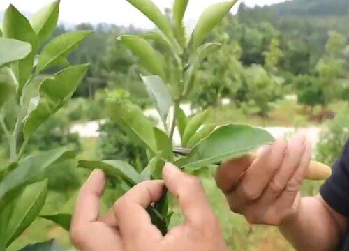 果树怎么剪枝 简单的剪枝方法与步骤