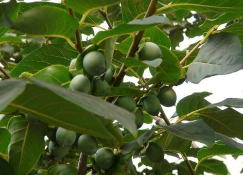 黑枣几年结果实 开花结果时间