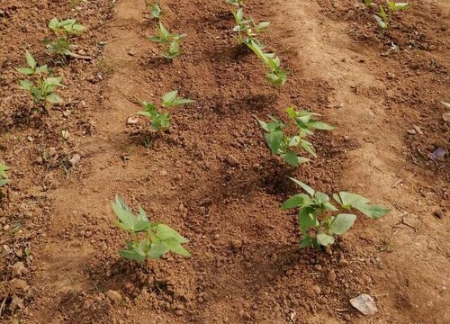 豇豆种植时间和方法 栽培管理技术