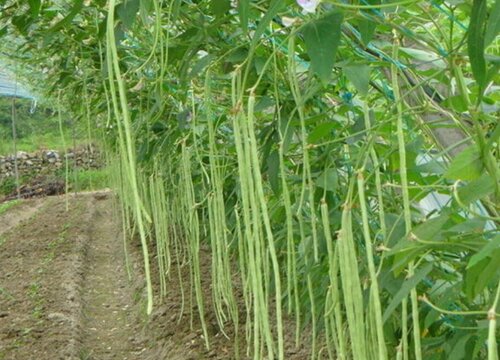 夏天可以种什么农作物和蔬菜（夏季适种什么耐高温蔬菜）