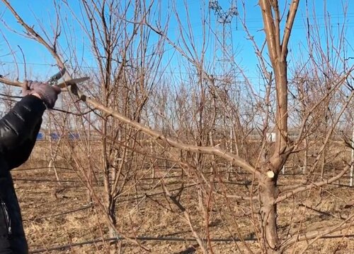 李子树修剪的最佳时间（冬季李树剪枝成什么样的最合适）